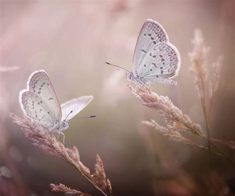 * Японский Журавлик*. Пост со стены. | Butterfly photos, Poster size ...