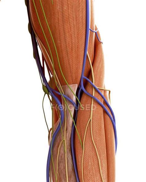 illustration  human elbow anatomy  white background medical