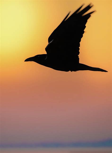 Raven in Sunset Photograph by Jami Bollschweiler - Fine Art America