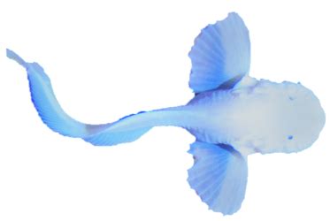 hadal snailfishes gerringer lab