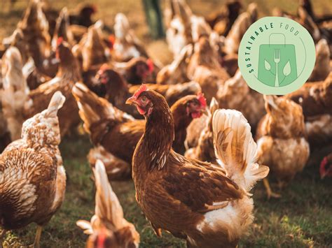 Sustainable Chicken Farming