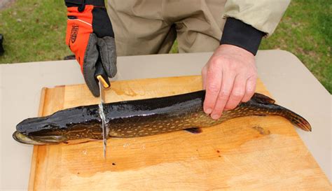 Hook, Reek, And Repeat: The Art Of Cleaning A Northern Pike