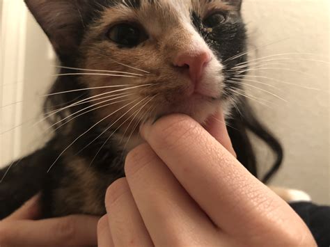 I am wondering if my cat has ringworm? I just adopted her today and I