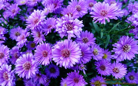 Purple Aesthetics Computer Wallpapers - Top Những Hình Ảnh Đẹp