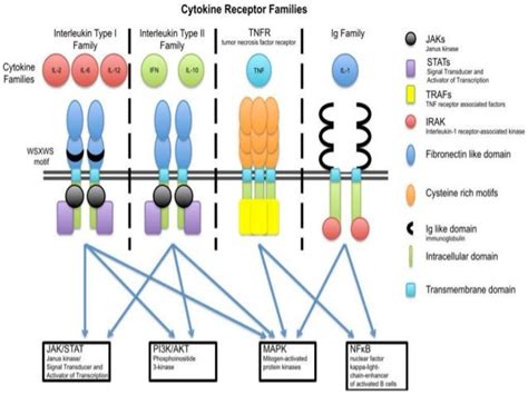 Cytokine signaling pathway