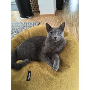 10 Best Russian Blue Cat Breeders in the United States! (2024 ...