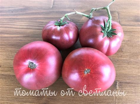 Пурпурная Розелла (ПРОЕКТ "DWARF TOMATO") - семена томатов