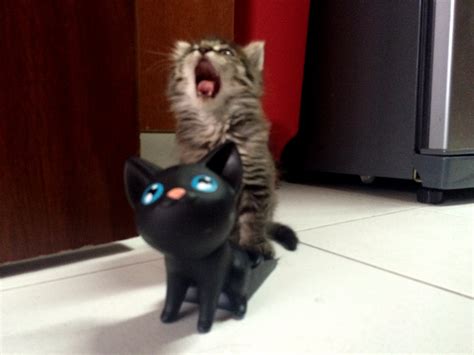 Catfight | Cute cats HQ - Pictures of cute cats and kittens Free