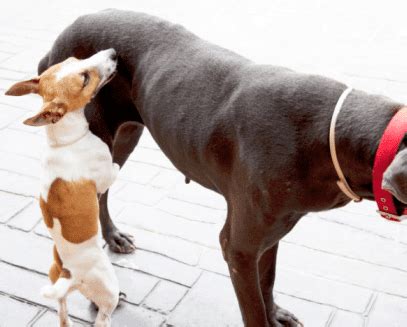 how to keep a dog from humping