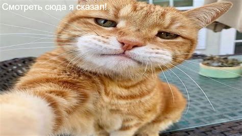 Лучшие приколы с животными ! best animal jokes ! - YouTube