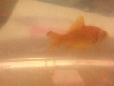 is it normal goldfish losing weight safely 6