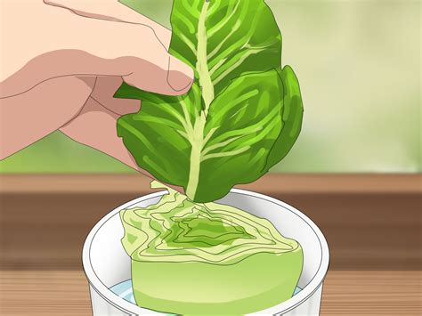 How To Grow Lettuce In Containers - Recommended container & potting