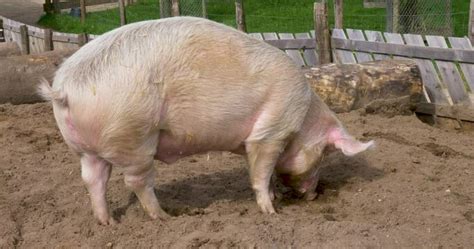 Pig-Farm Bilder – Durchsuchen 1,663 Archivfotos, Vektorgrafiken und ...