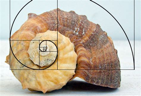 fibonacci series | Richard Nilsen