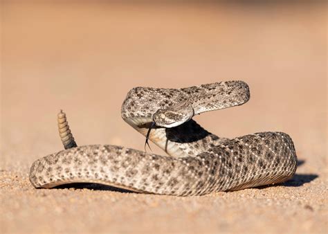 Rattlesnake Relocation - Canopy Pest Control