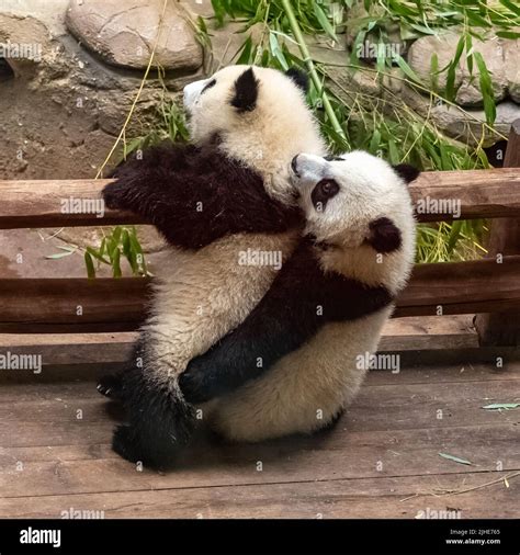 Giant pandas, bear pandas, two babies playing together Stock Photo - Alamy