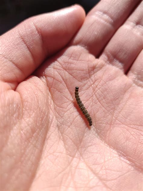 Tiny caterpillar : r/tinyanimalsonfingers