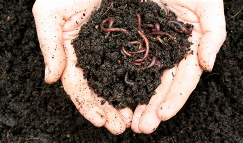 Vermicomposting - Online Biology Notes