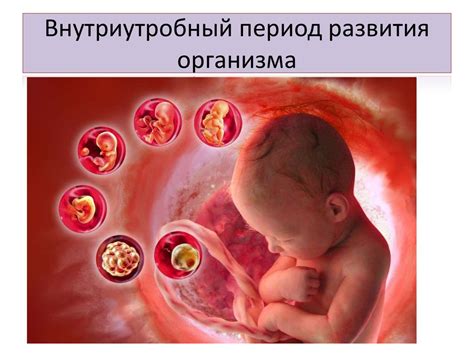 Внутриутробный период развития организма - презентация онлайн