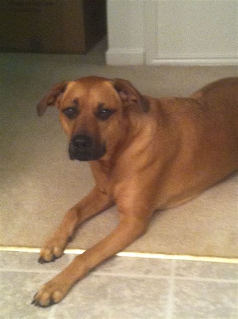 Black Mouth Cur Pit Mix Puppy - MIXERKAI