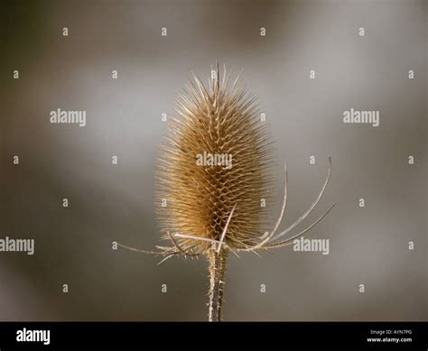 dried thistle head stock photo alamy