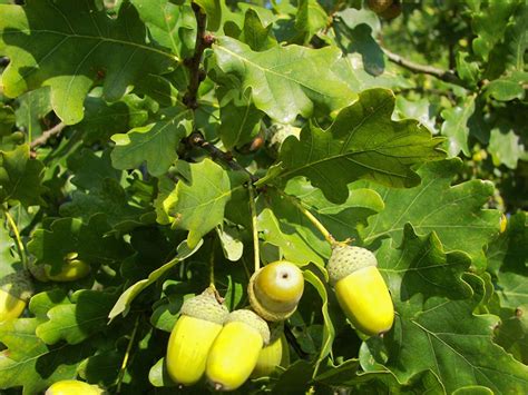 Дуб черешчатый `Пендула`, Quercus robur `Pendula` | СадПарад