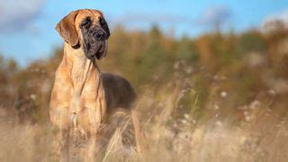 Massive Great Dane is crowned world’s tallest dog by Guinness World ...