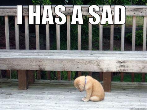 Sad puppy has a sad - quickmeme