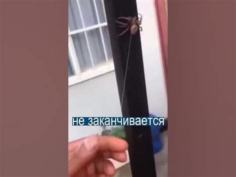 Гигантский паук с бесконечной паутиной - YouTube