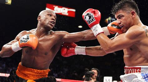 infokecilmultimedia tinju