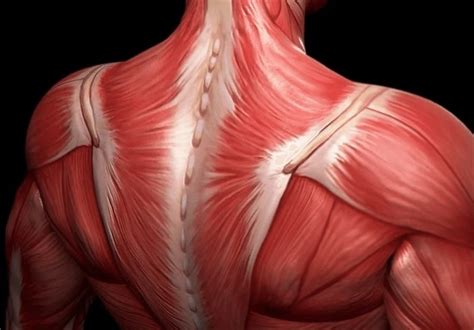 Skeletal Muscle Tissue