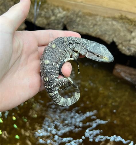 Baby Black Throat Monitor (1) – Scales and Tails of Ohio