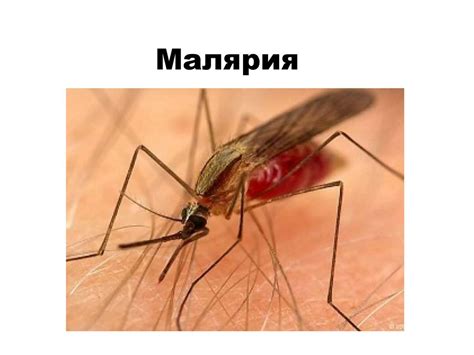 Малярия: классификация, клиника, лечение - презентация онлайн