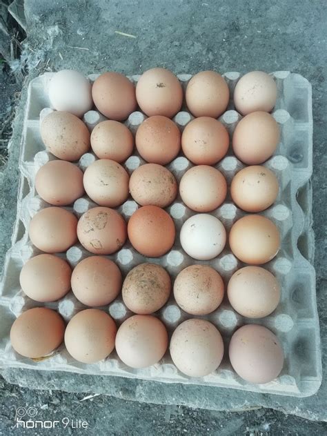 Продам куриное яйцо