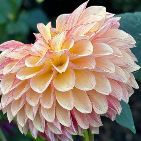 Ij Fireball Dahlia – Draginas Flowers LLC