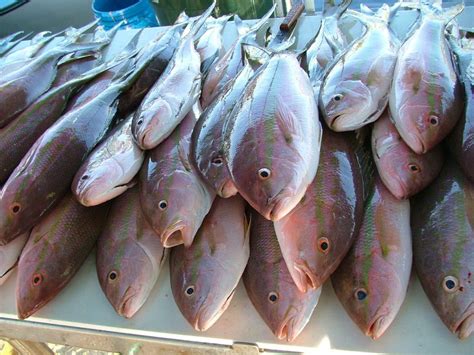 anisakis archivos logic alimentaria