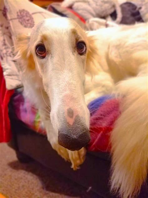1599 best Long Nose images on Pholder | NMS Coordinate Exchange, Longboyes and Whatsthisbug