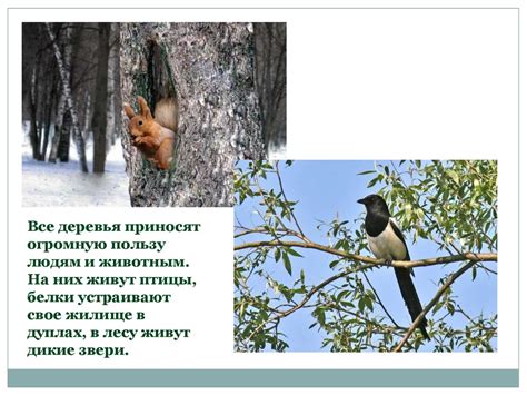 Деревья. Лиственные и хвойные деревья - презентация онлайн