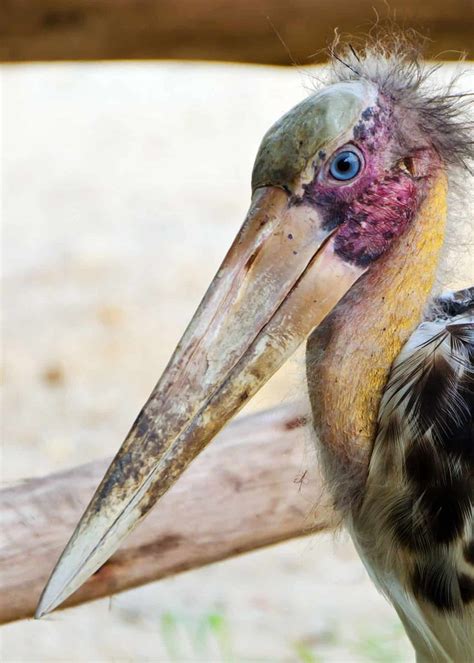 17 of the Weirdest Birds in the World (Photos, Facts, Videos ...