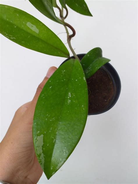 Hoya Verticillata, Perkebunan di Carousell