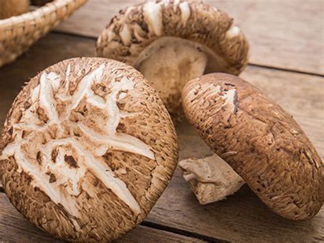 mengenal jenis jamur   digunakan  produk skin care