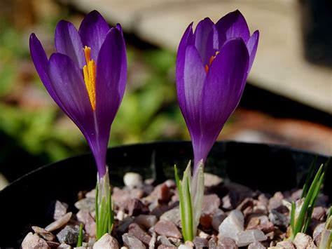 Шафран узколистный - Crocus angustifolius Purple Flowers, White Flowers ...