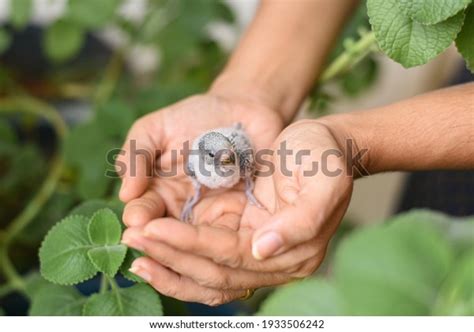 1,103 Baby Budgie Stock Photos, Images & Photography | Shutterstock