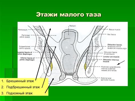 Топографическая анатомия поясничной области и забрюшинного пространства ...