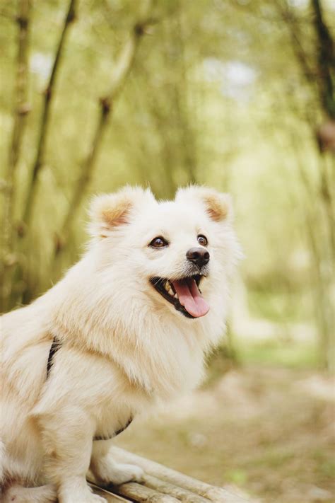 What is dapp vaccine for dogs? - Dogo