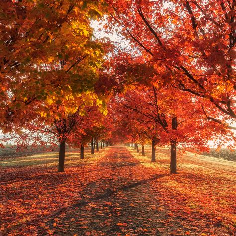 [400+] Fall Aesthetic Wallpapers | Wallpapers.com