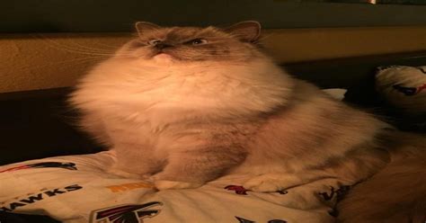 A majestic cat named Meatball. : pics