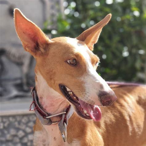 Podenco Andaluso – podencosangels