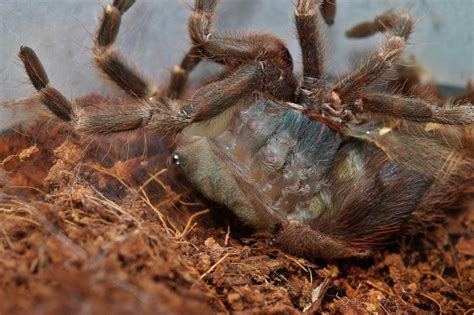 The Molting of Nhandu chromatus, the Brazilian Red and White. – Dave ...