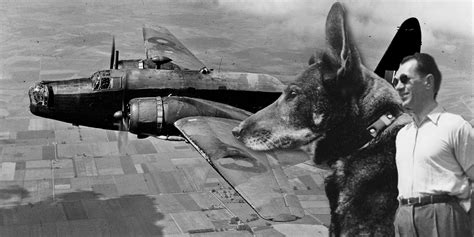 antis  german shepherd airmans  friend aviation oil outlet
